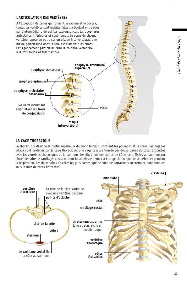 La colonne vertebrale a