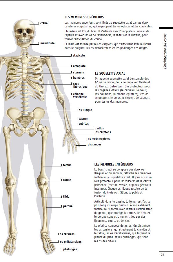 Le squelette humain a