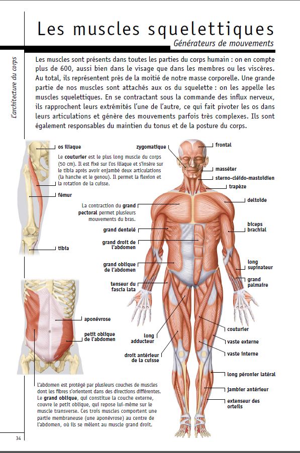 Les muscles squelettiques